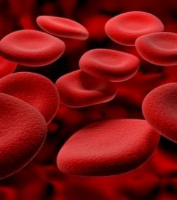 globules rouges
